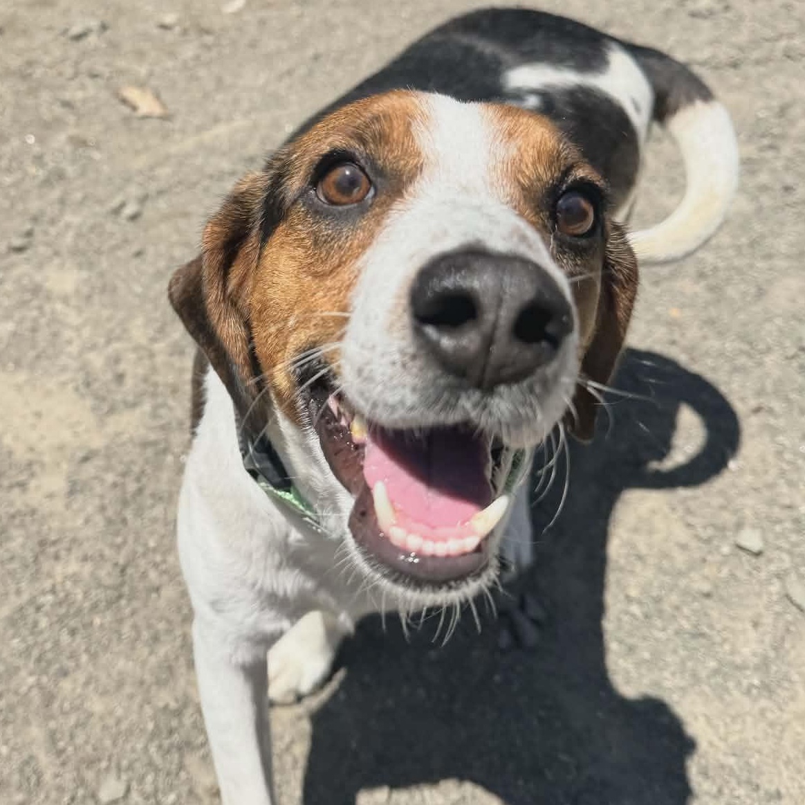 Lewis, adoptable, Adult Male Beagle.