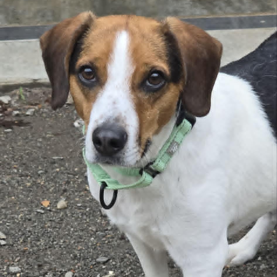 Lewis, an adoptable Beagle in Orange, VA image 3/6