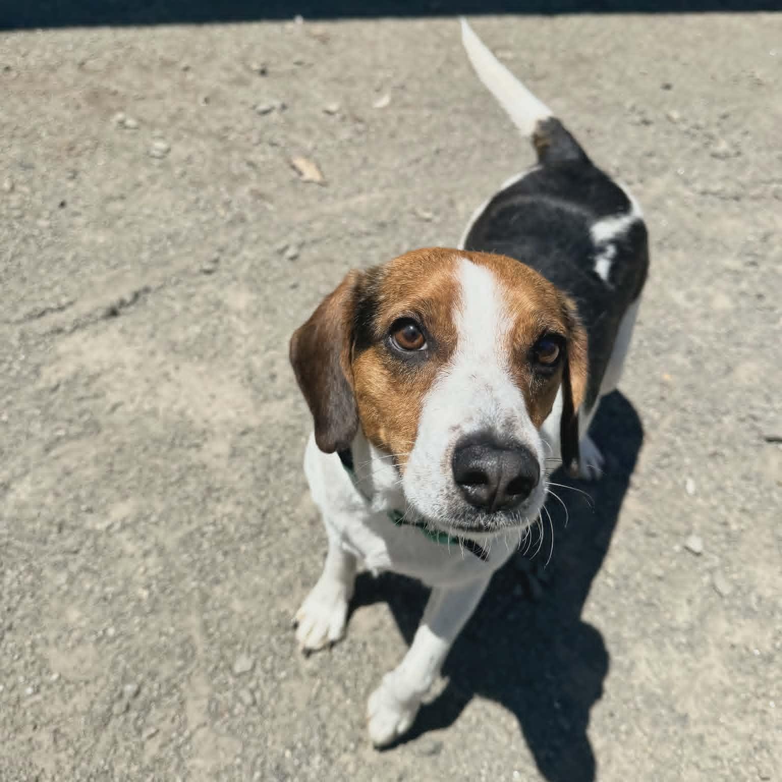Lewis, an adoptable Beagle in Orange, VA image 2/6