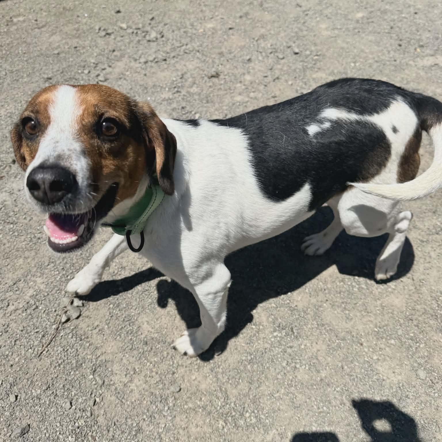 Lewis, an adoptable Beagle in Orange, VA image 6/6