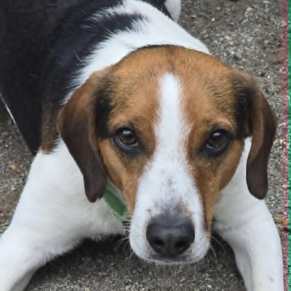 Lewis, an adoptable Beagle in Orange, VA image 5/6