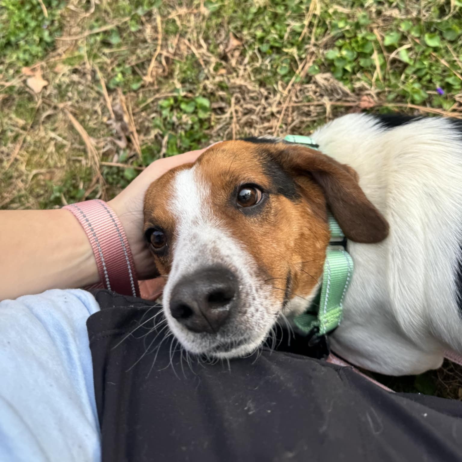 Lewis, an adoptable Beagle in Orange, VA image 4/5