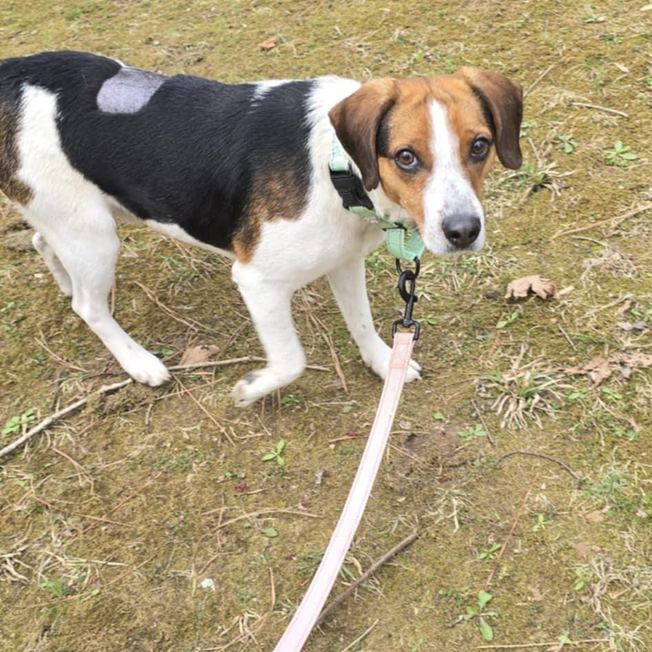 Lewis, an adoptable Beagle in Orange, VA image 3/5