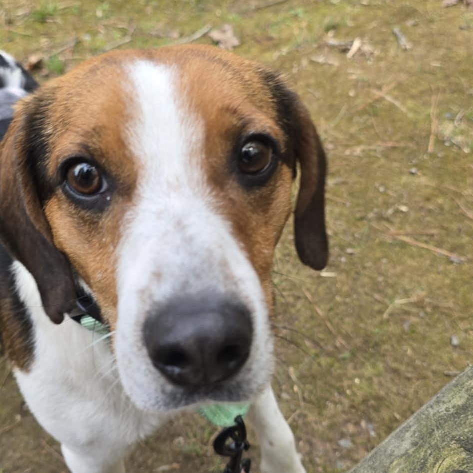 Lewis, an adoptable Beagle in Orange, VA image 2/5