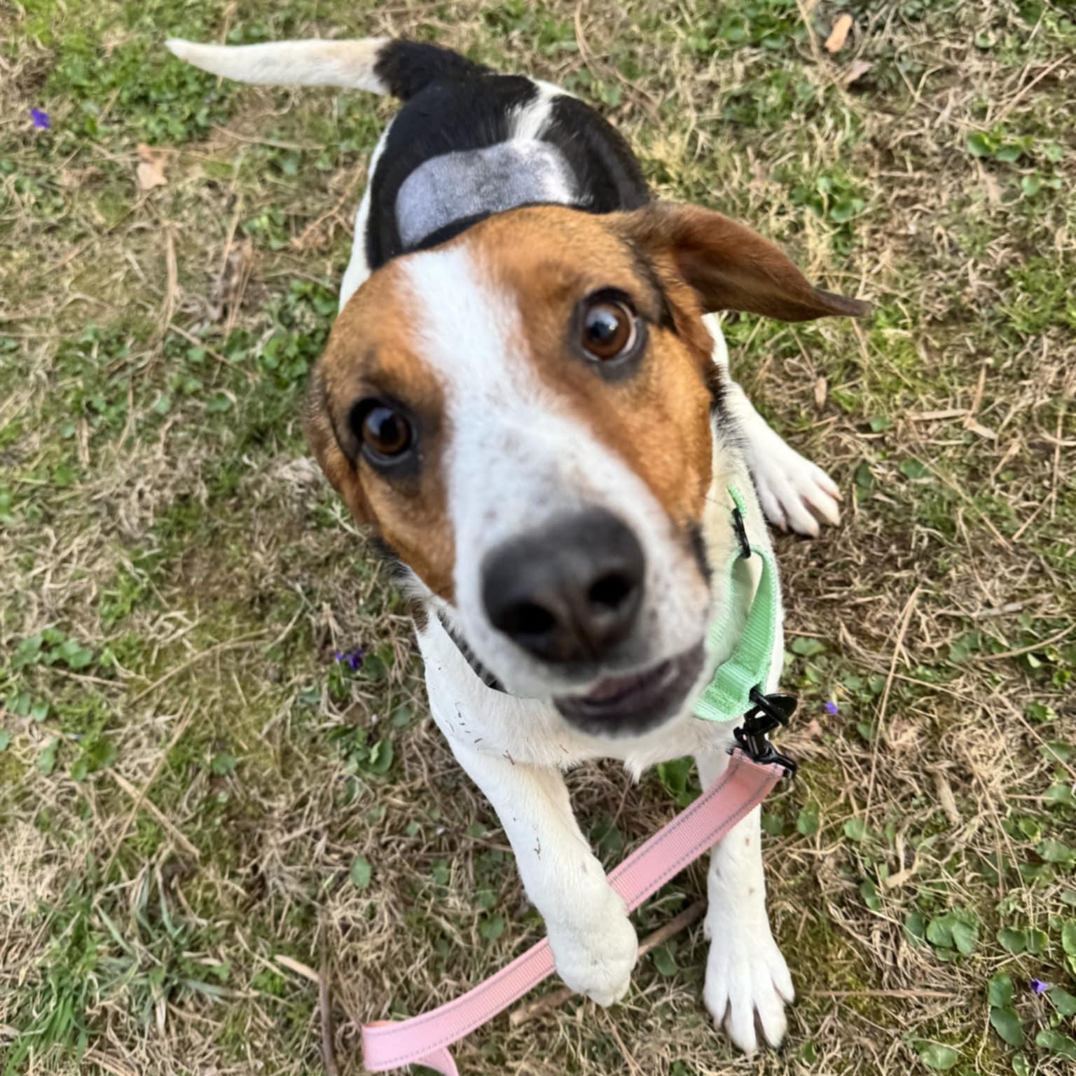 Lewis, an adoptable Beagle in Orange, VA image 5/5