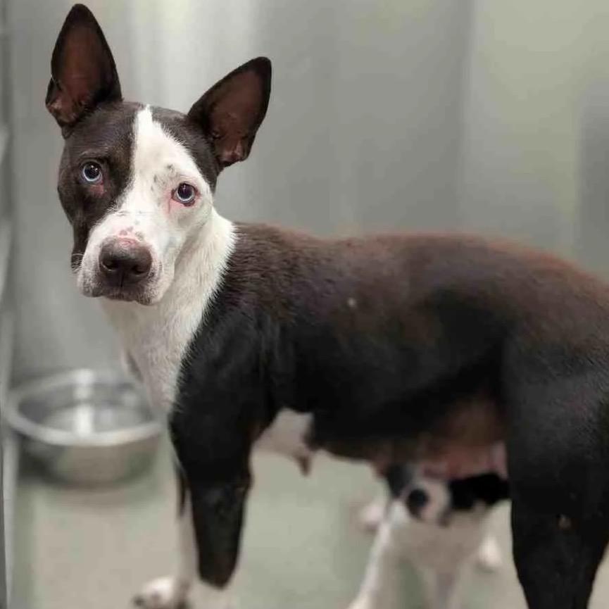 Sapphire, Adoptable, Adult Female Terrier & Mixed Breed.