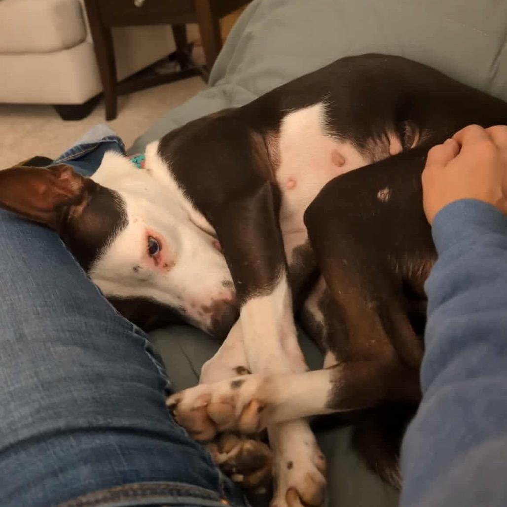 Sapphire, a Adoptable mixed breed image 2/6