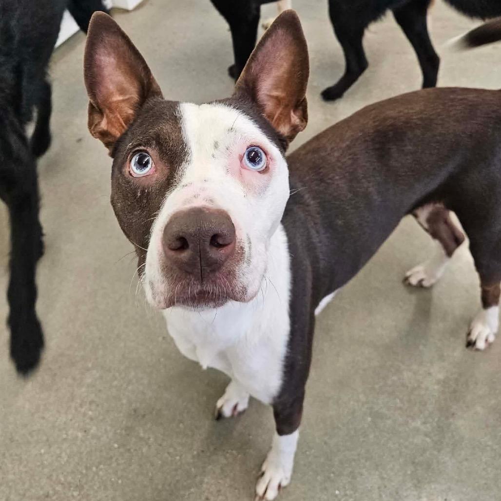 Sapphire, a Adoptable mixed breed image 3/6