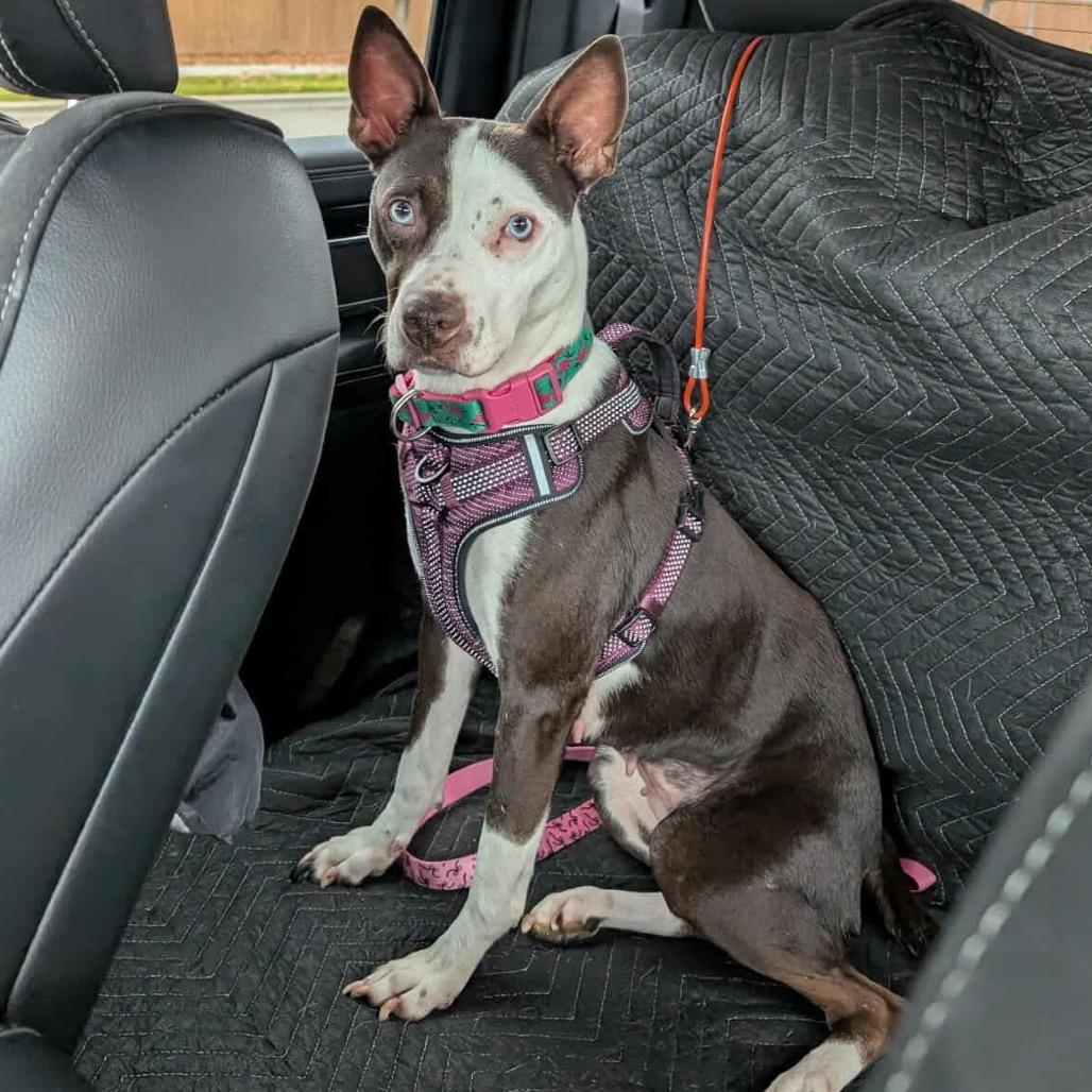 Sapphire, a Adoptable mixed breed image 4/6