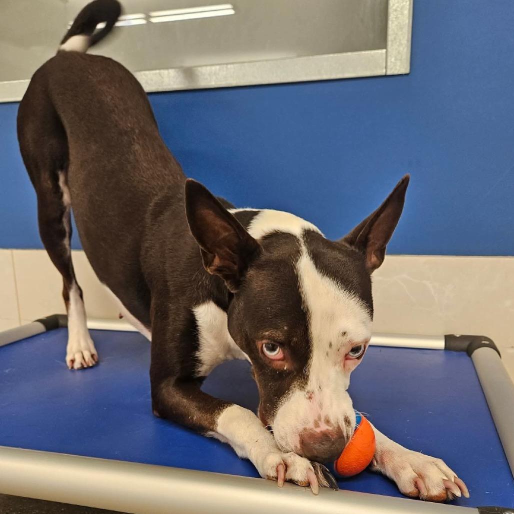 Sapphire, a Adoptable mixed breed image 5/6