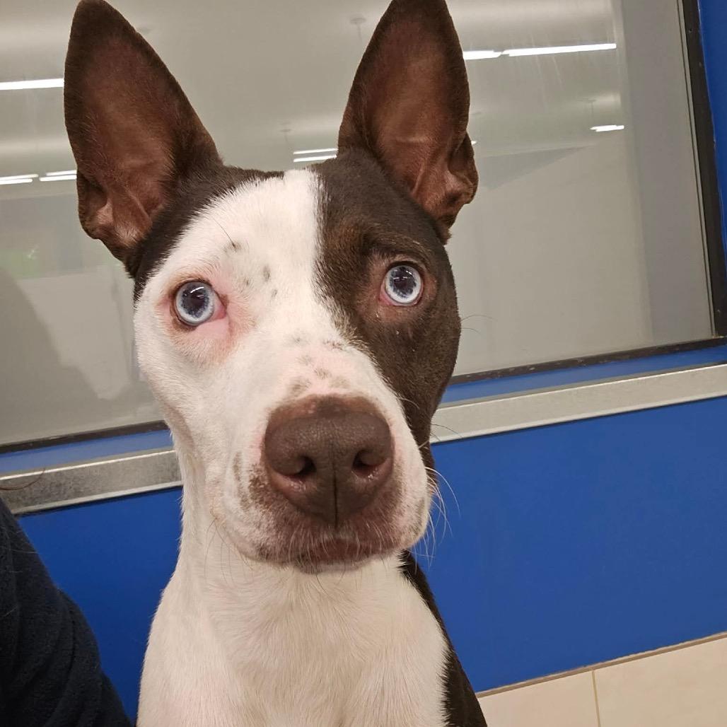 Sapphire, a Adoptable mixed breed image 6/6