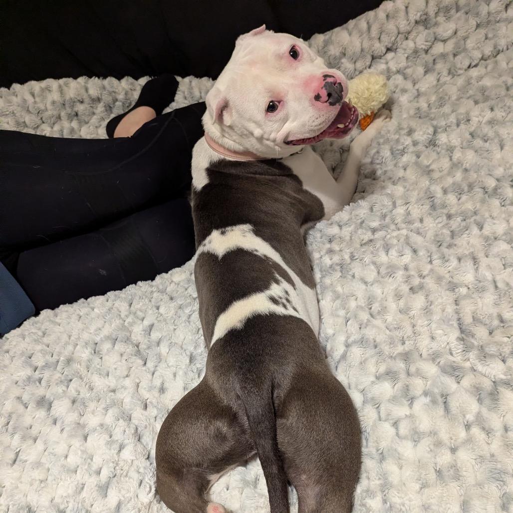 Jager, Adoptable, Adult Male American Bulldog & Pit Bull Terrier.