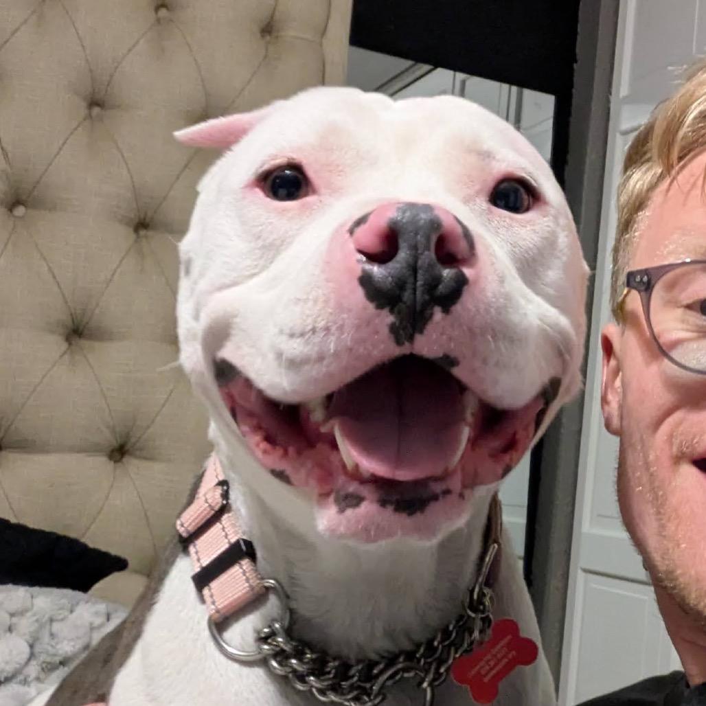 Jager, Adoptable, Adult Male American Bulldog & Pit Bull Terrier.