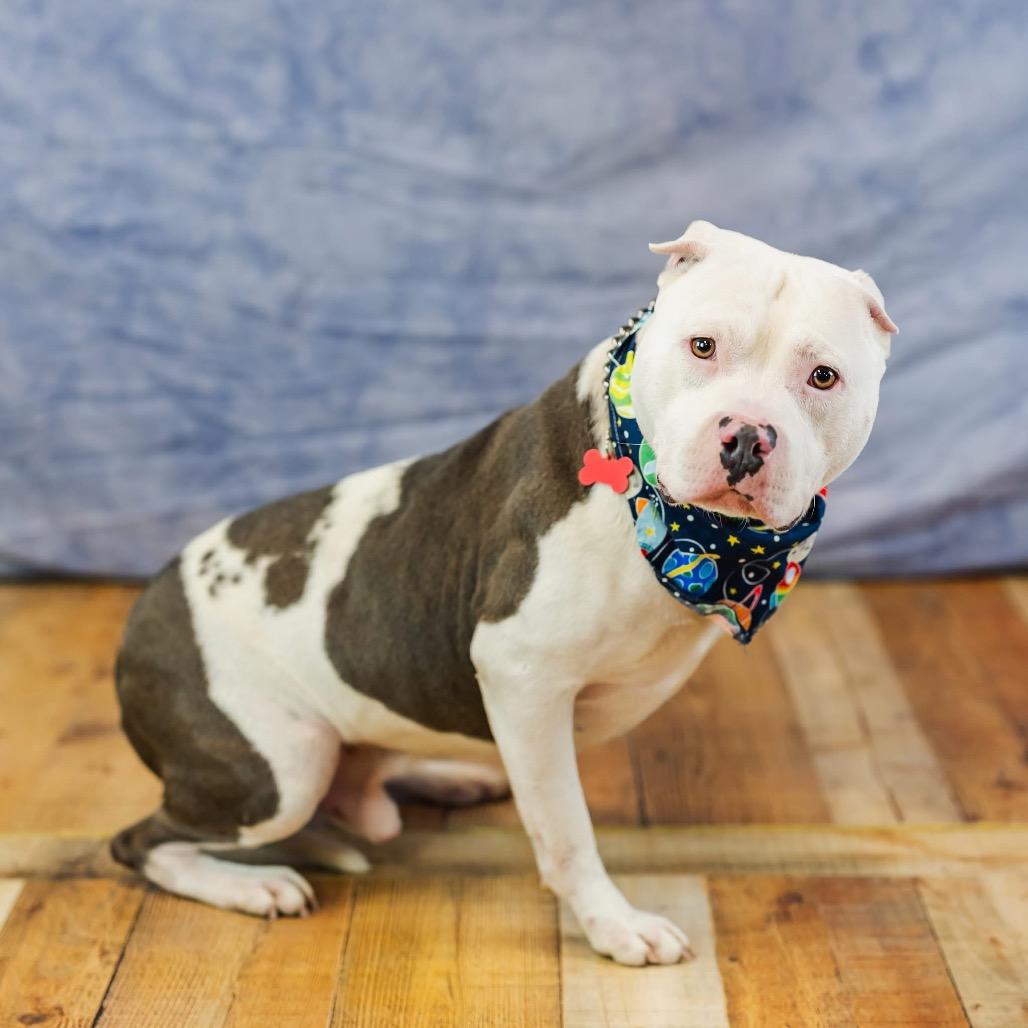 Jager, a Adoptable mixed breed in East Saint Louis, IL image 1/6