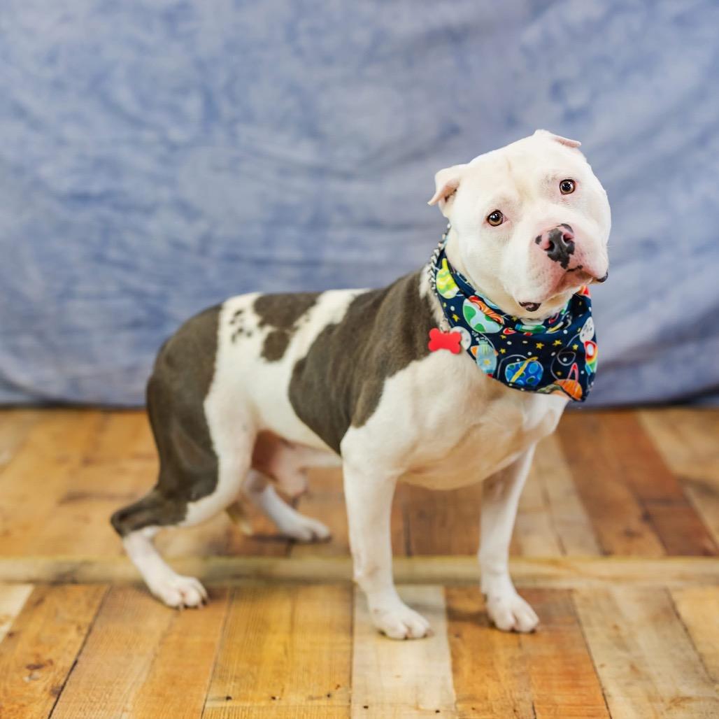 Jager, a Adoptable mixed breed in East Saint Louis, IL image 2/6