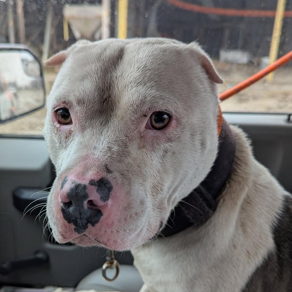 Jager, Adoptable, Adult Male American Bulldog & Pit Bull Terrier.
