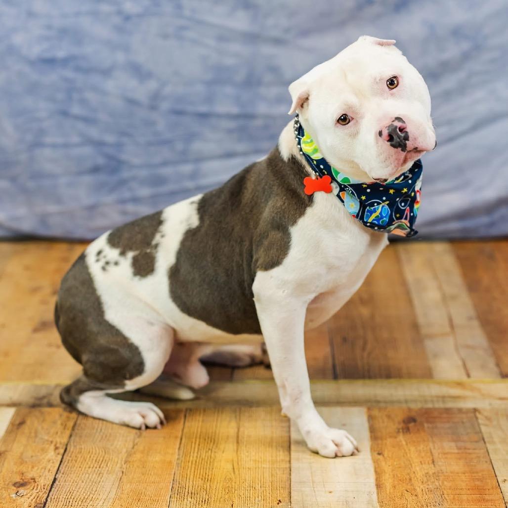 Jager, a Adoptable mixed breed in East Saint Louis, IL image 4/6