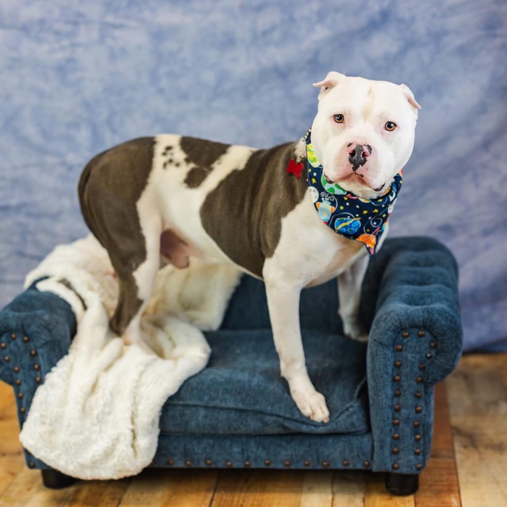 Jager, a Adoptable mixed breed in East Saint Louis, IL image 5/6