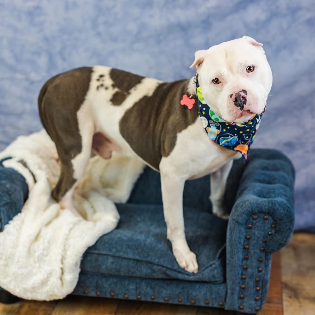 Jager, a Adoptable mixed breed in East Saint Louis, IL image 6/6
