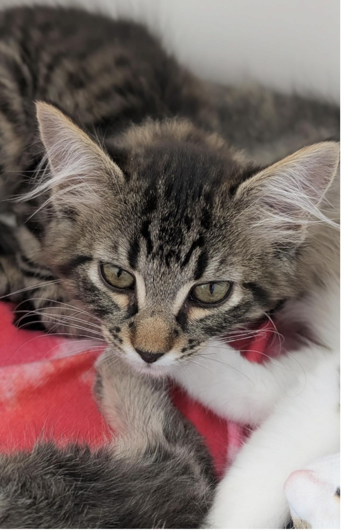 Enlarge Dr. King, a Adoptable Domestic Medium Hair in La Jolla, CA image 1/2