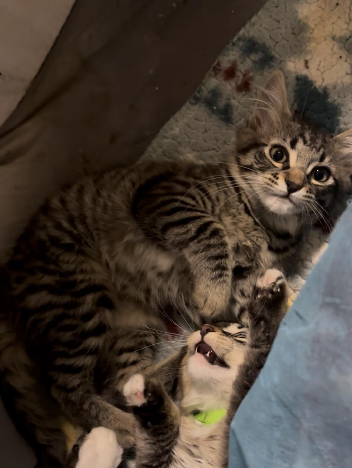 Enlarge Dr. King, a Adoptable Domestic Medium Hair in La Jolla, CA image 2/2