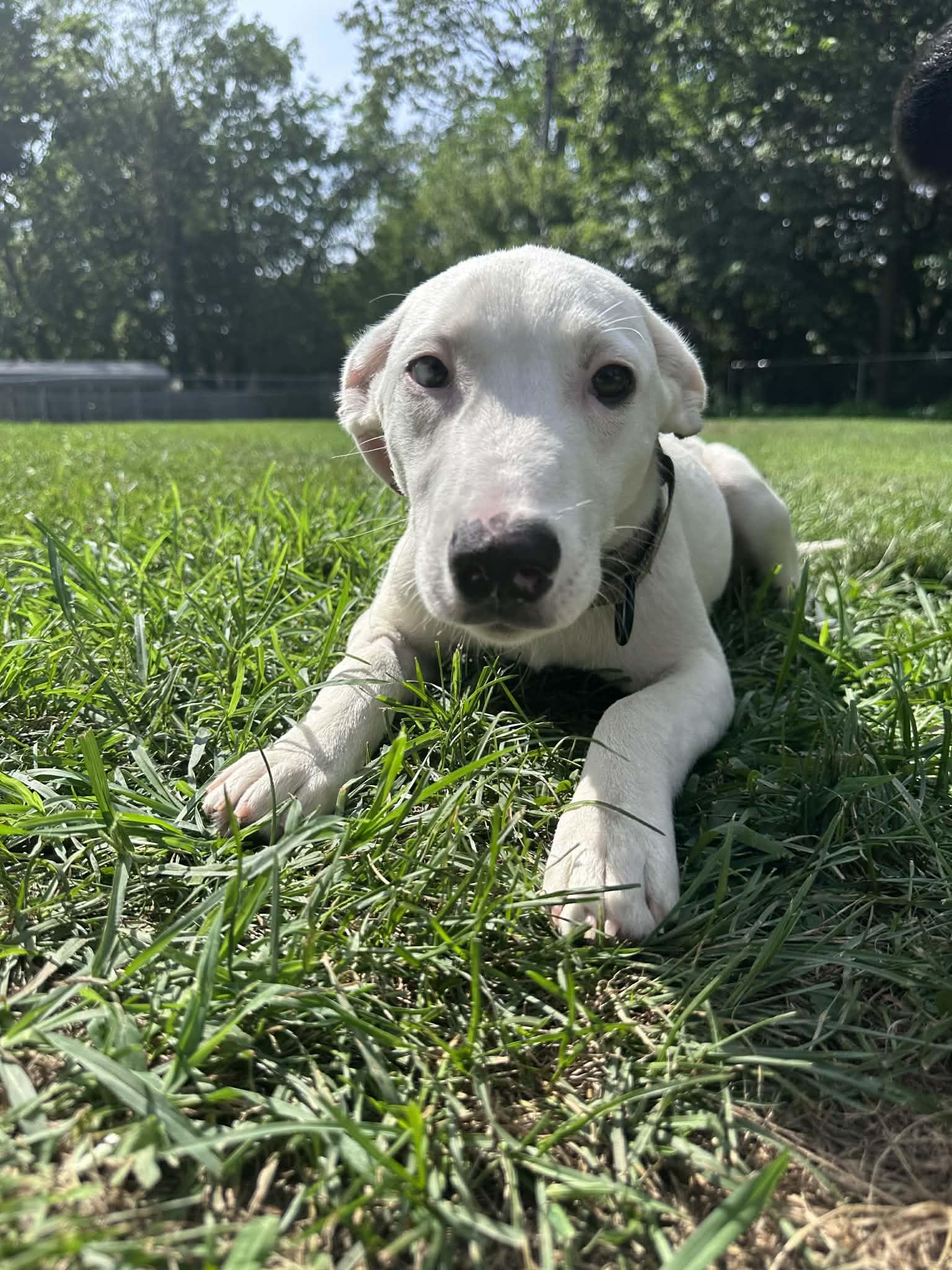 Jimmy, ADOPTABLE, Puppy Male Labrador Retriever.