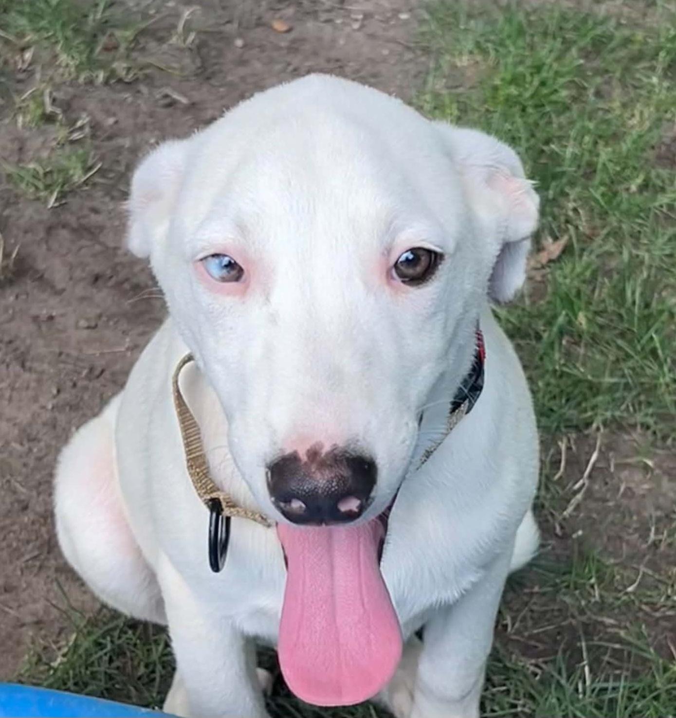 Jimmy, a ADOPTABLE mixed breed in Grand Rapids, MI image 2/4