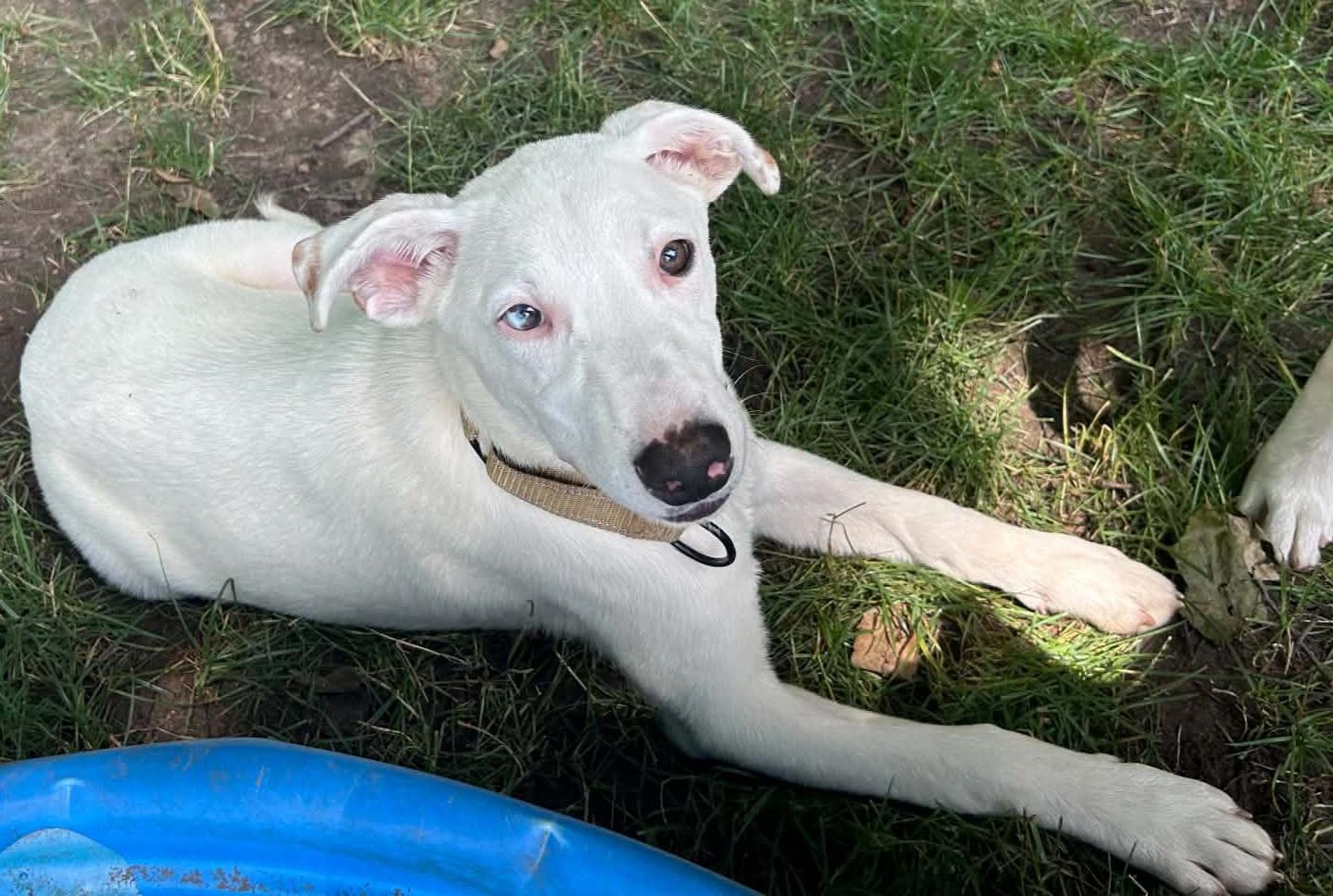 Jimmy, a ADOPTABLE mixed breed in Grand Rapids, MI image 4/4