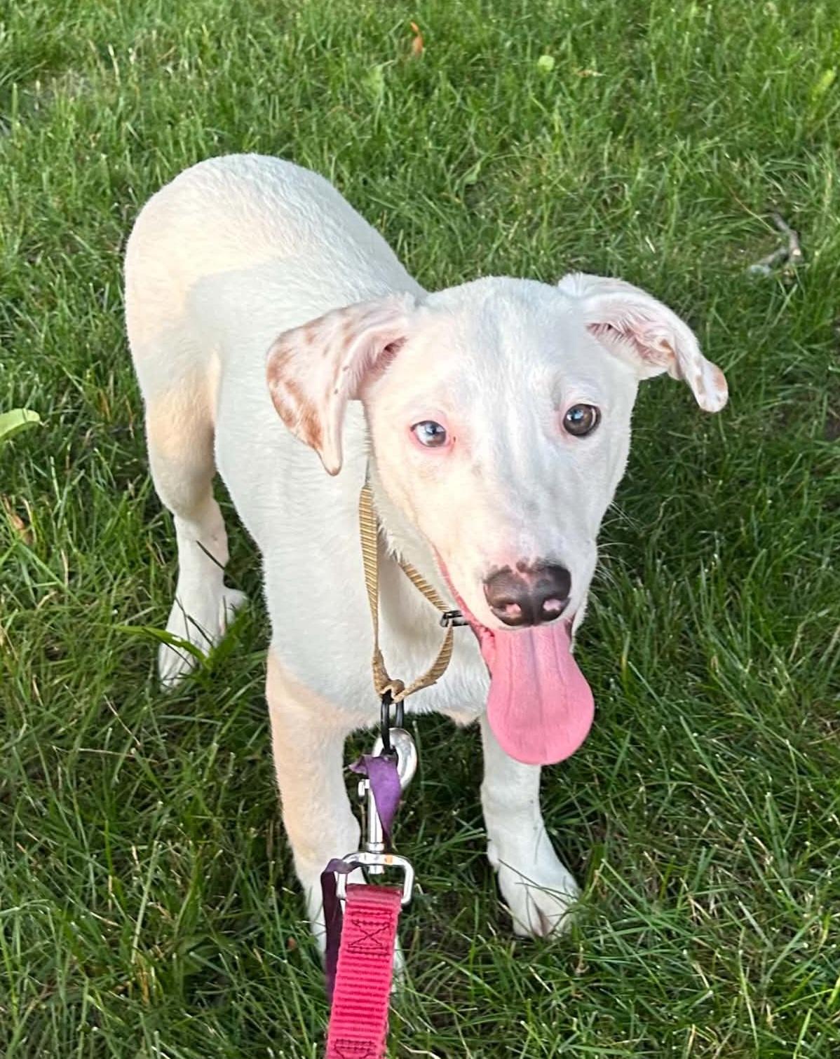 Jimmy, a ADOPTABLE mixed breed in Grand Rapids, MI image 3/4