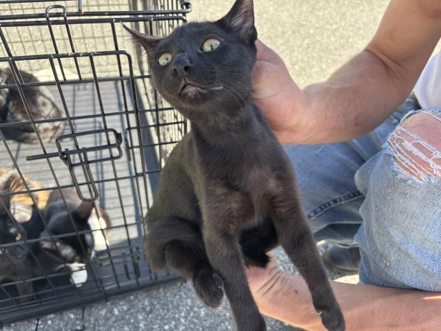 Enlarge ALANA, a Adoptable Domestic Short Hair in Panama City, FL image 1/1