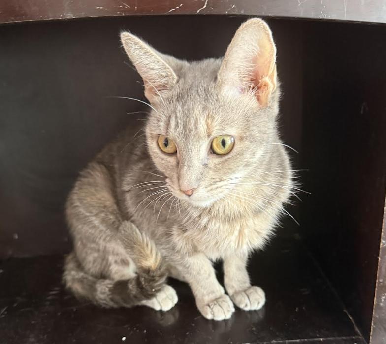 Enlarge Yosenis, a Adoptable mixed breed in New York, NY image 2/2