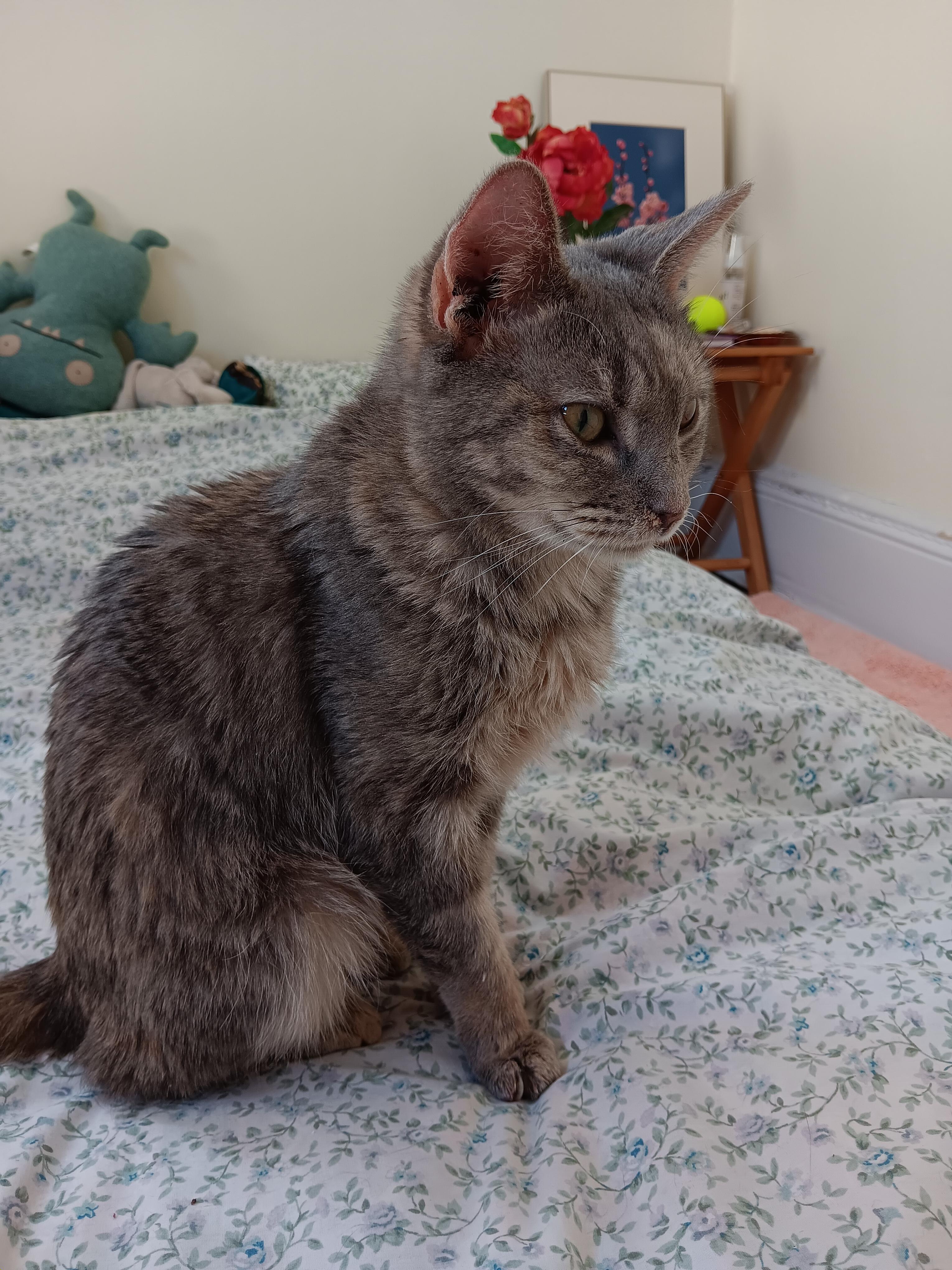 Enlarge Yosenis, a Adoptable mixed breed in New York, NY image 1/2