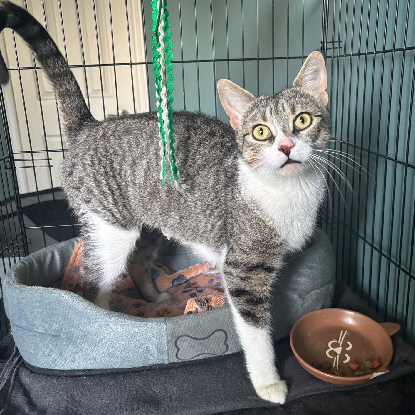 Thumper, an adopted Domestic Short Hair in Everett, ON image 2/3