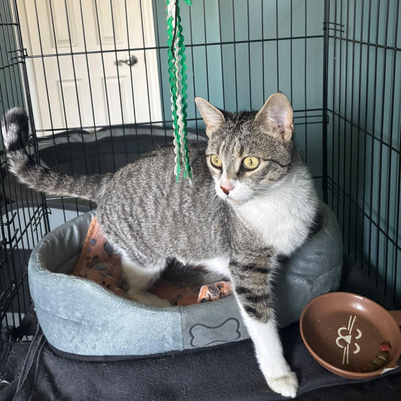 Thumper, an adopted Domestic Short Hair in Everett, ON image 1/3