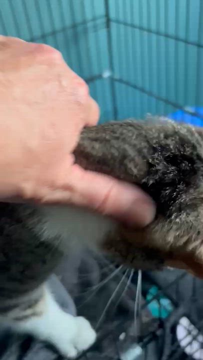 Enlarge Thumper, an adopted Domestic Short Hair in Everett, ON video 3/3