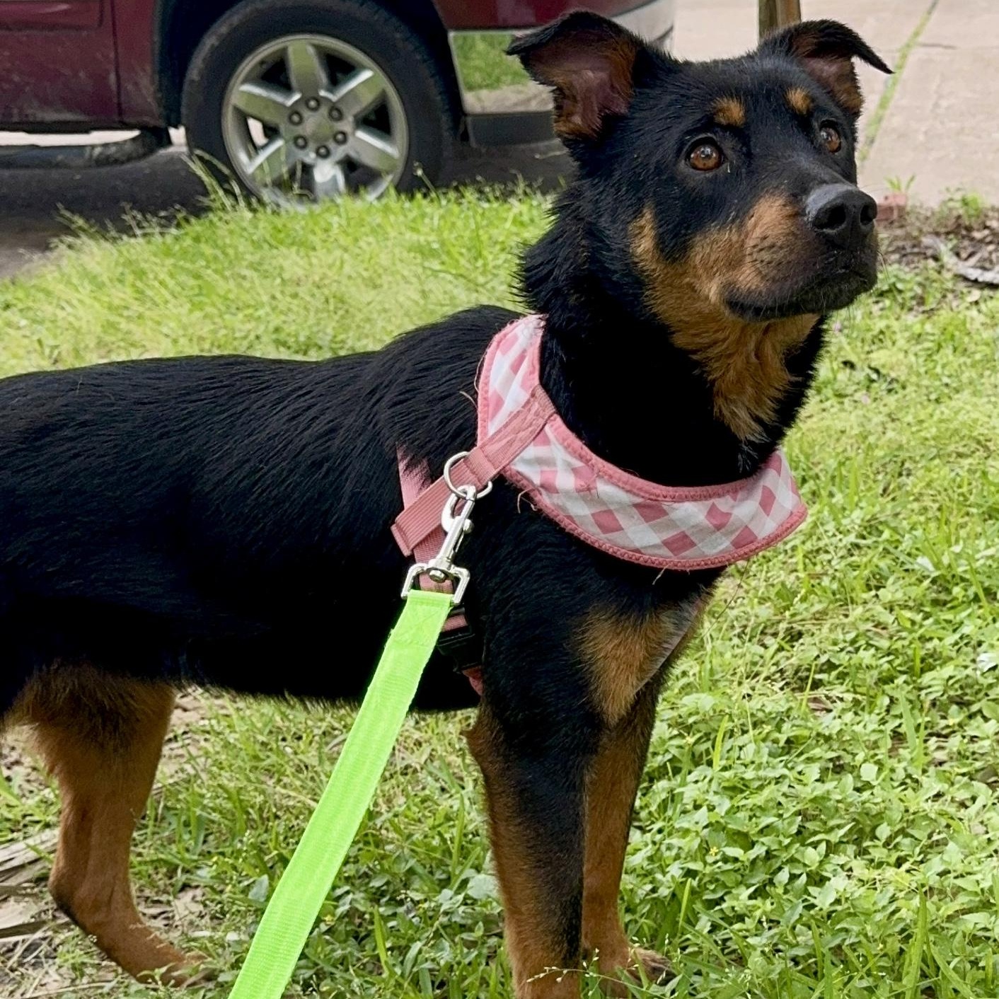 Enlarge Sofia, a Adoptable mixed breed in Liverpool, TX image 3/6