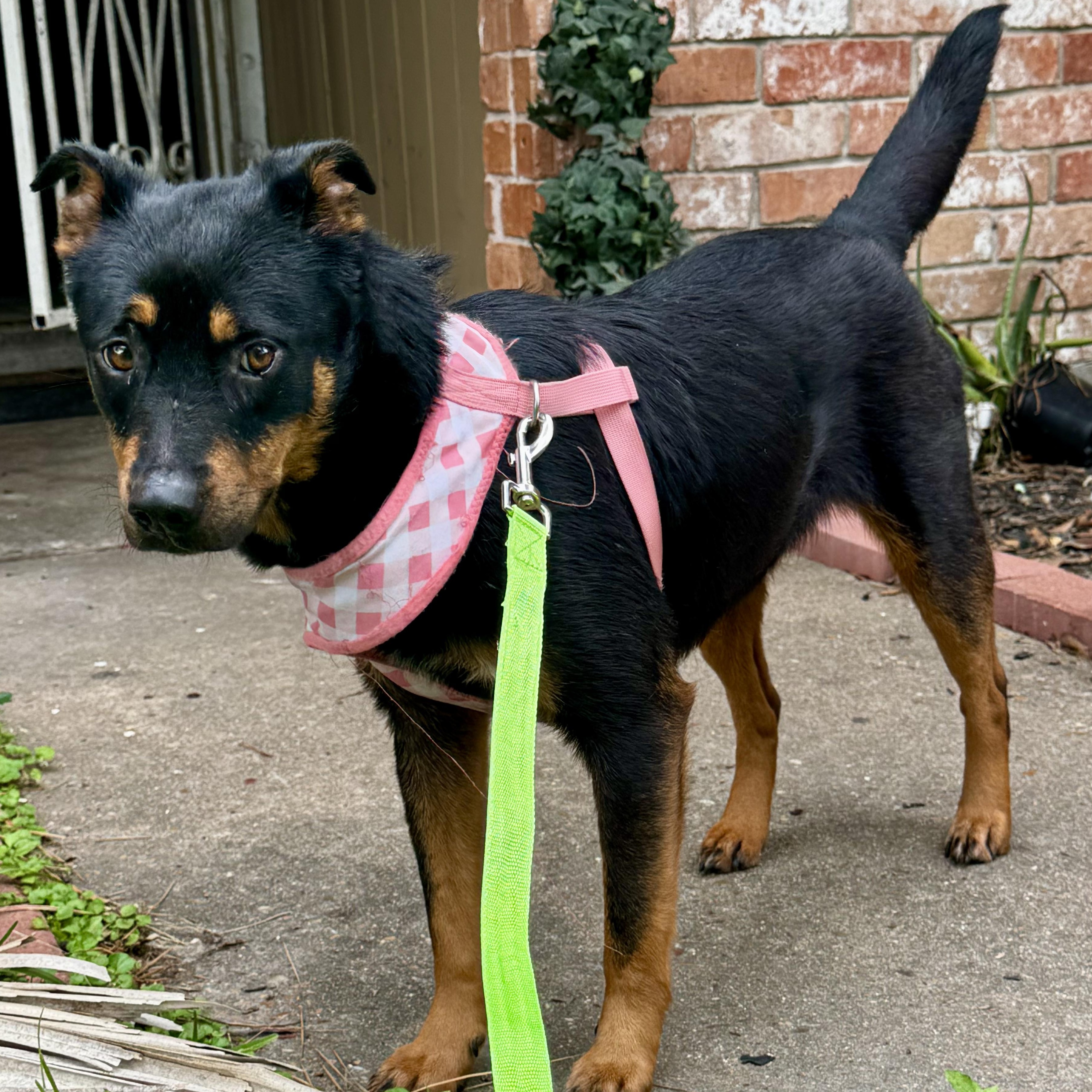 Enlarge Sofia, a Adoptable mixed breed in Liverpool, TX image 6/6