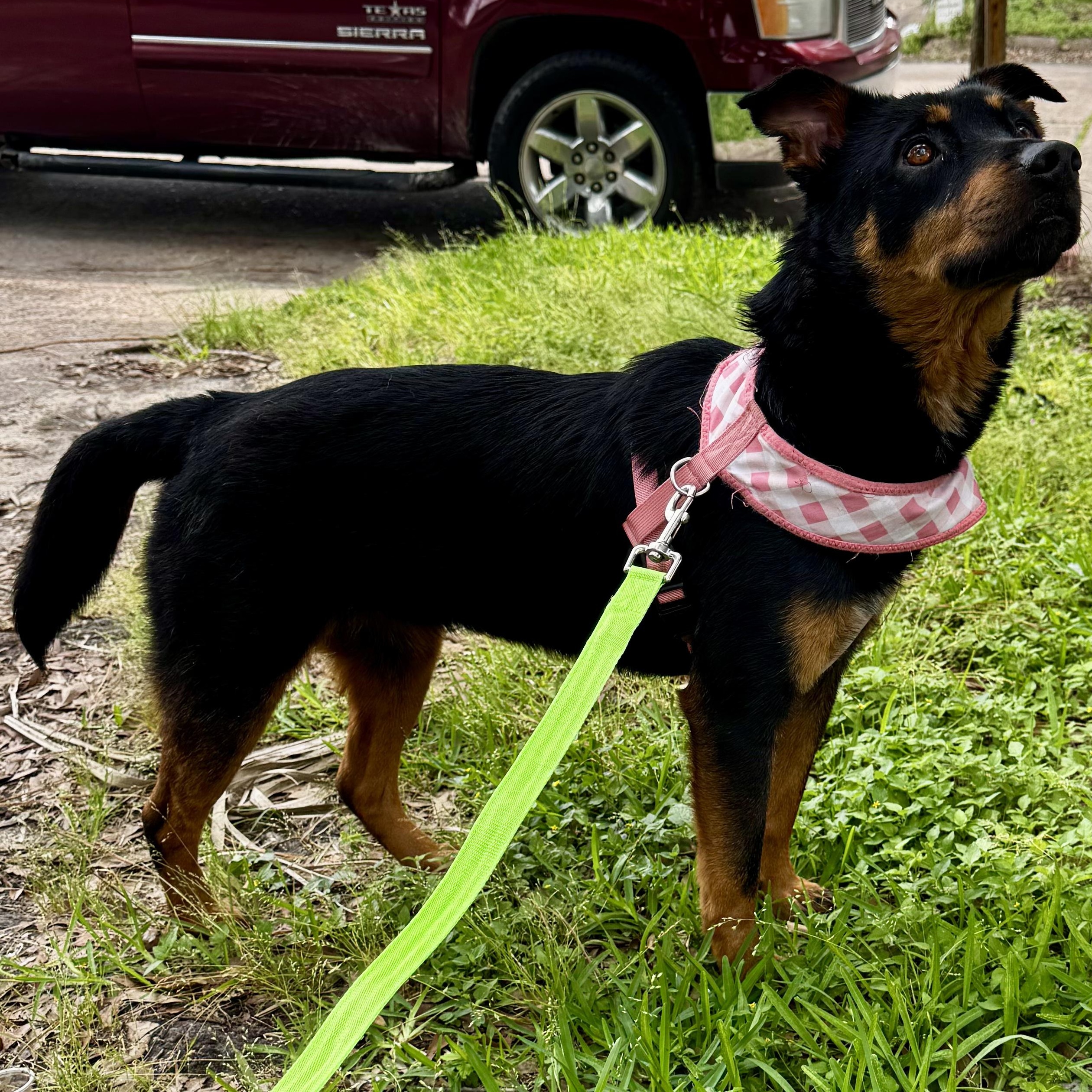 Enlarge Sofia, a Adoptable mixed breed in Liverpool, TX image 2/6