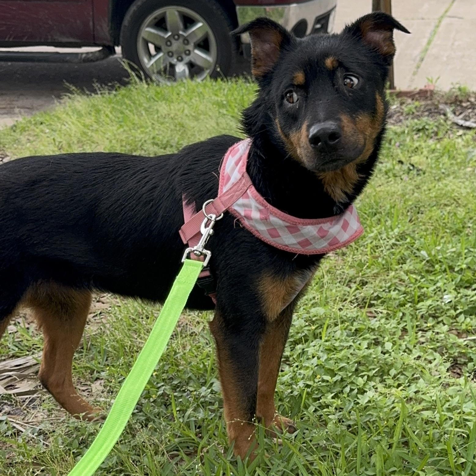 Enlarge Sofia, a Adoptable mixed breed in Liverpool, TX image 4/6