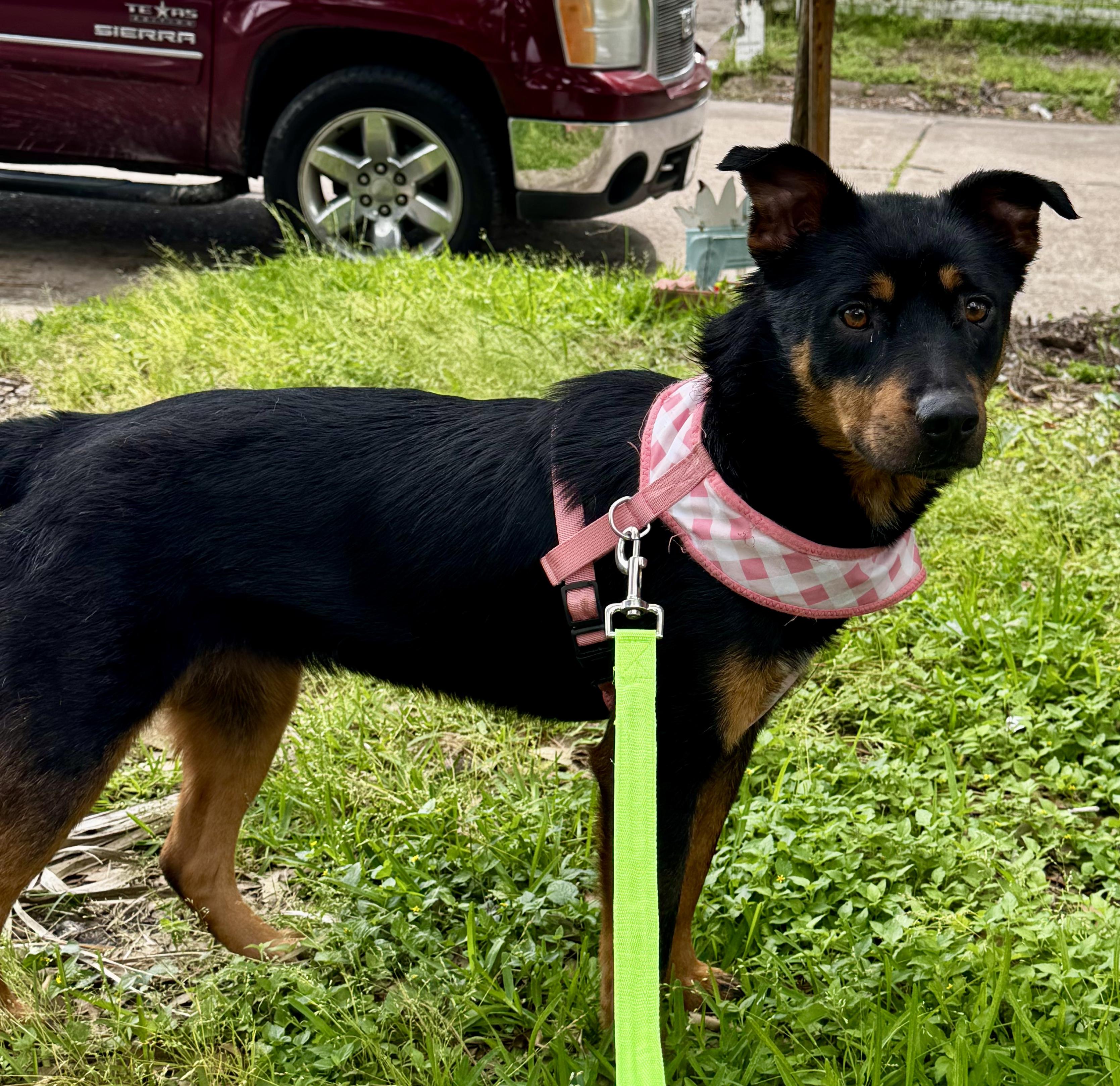 Sofia, Adoptable, Adult Female Rottweiler.