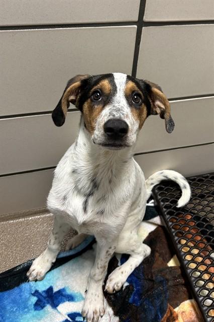 TOPSY, Adoptable, Puppy Female Treeing Walker Coonhound & Mixed Breed.
