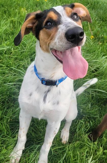 TOPSY, Adoptable, Puppy Female Treeing Walker Coonhound & Mixed Breed.