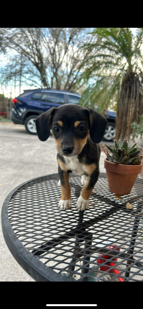 Freya , Adopted, Puppy Female Chiweenie & Miniature Dachshund.