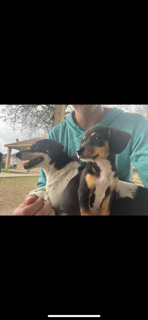 Freya , a Adopted mixed breed in Hamden, CT image 2/6