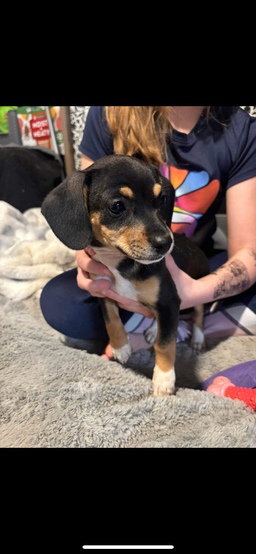 Freya , a Adopted mixed breed in Hamden, CT image 3/6