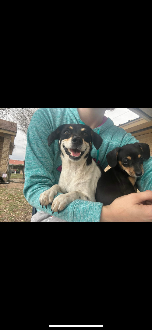 Freya , a Adopted mixed breed in Hamden, CT image 4/6