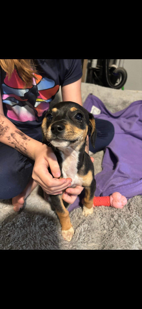 Freya , a Adopted mixed breed in Hamden, CT image 5/6