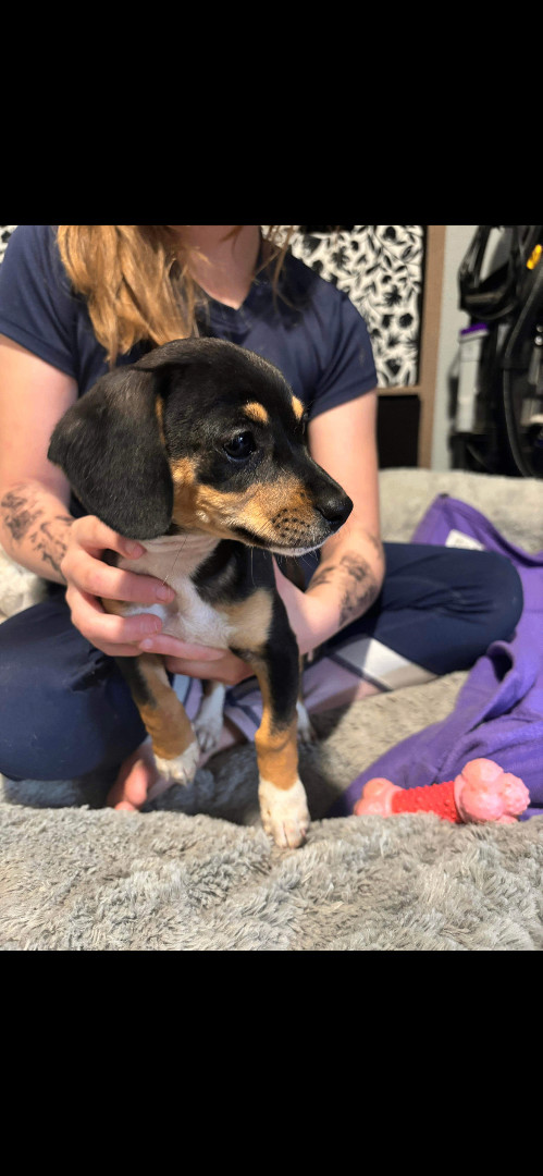 Freya , a Adopted mixed breed in Hamden, CT image 6/6