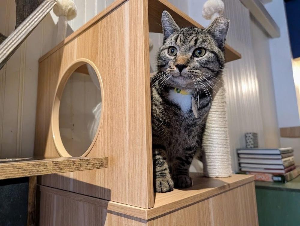 Jethro, a Adoptable Domestic Short Hair in Lewisburg, PA image 1/5