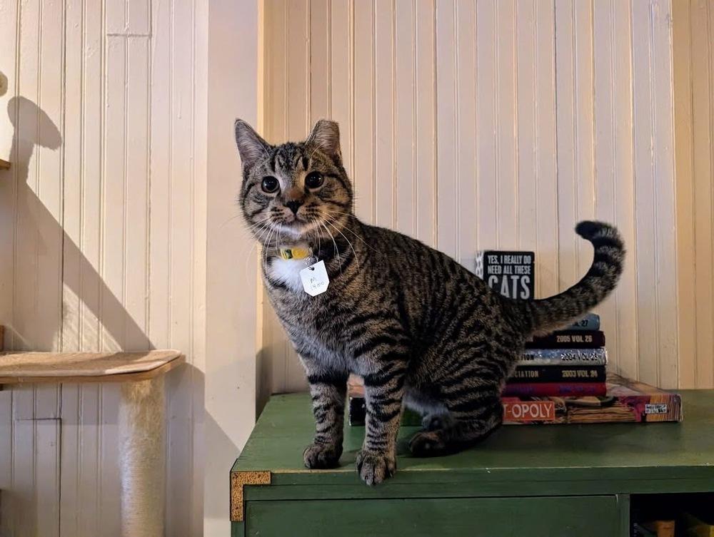 Jethro, a Adoptable Domestic Short Hair in Lewisburg, PA image 2/5